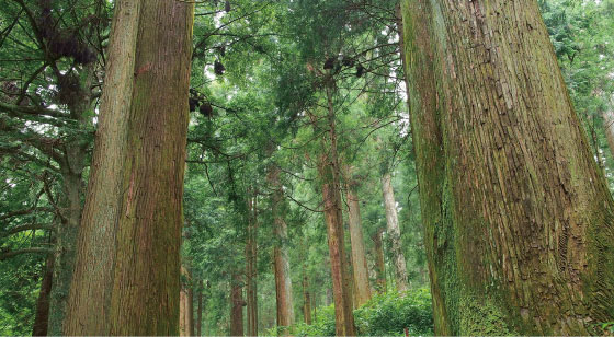 豊かな森林資源を有効活用して次の世代にバトンをわたす。